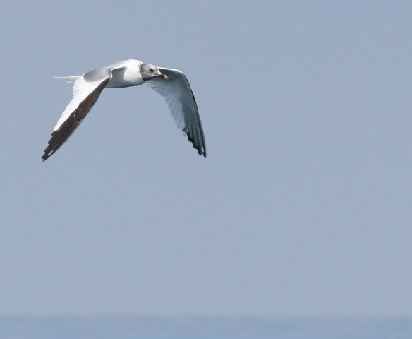 Sabine's Gull